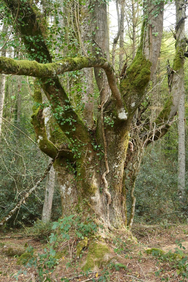 Lizar zaharra Maltxarretako lepoan