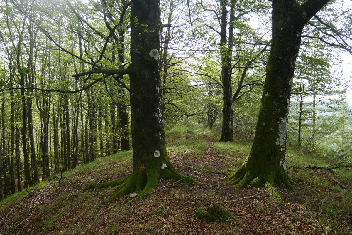 Tontorraren inguruak, Amiltzu