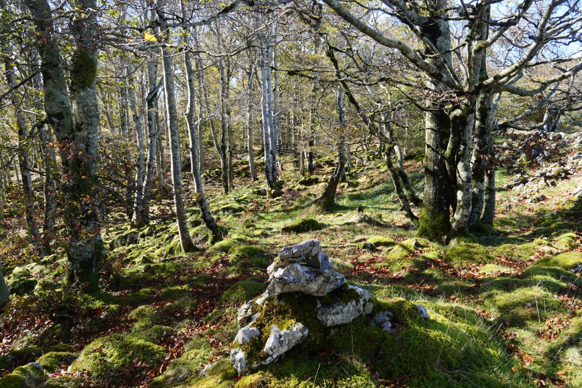 Belokigañeko tontorra