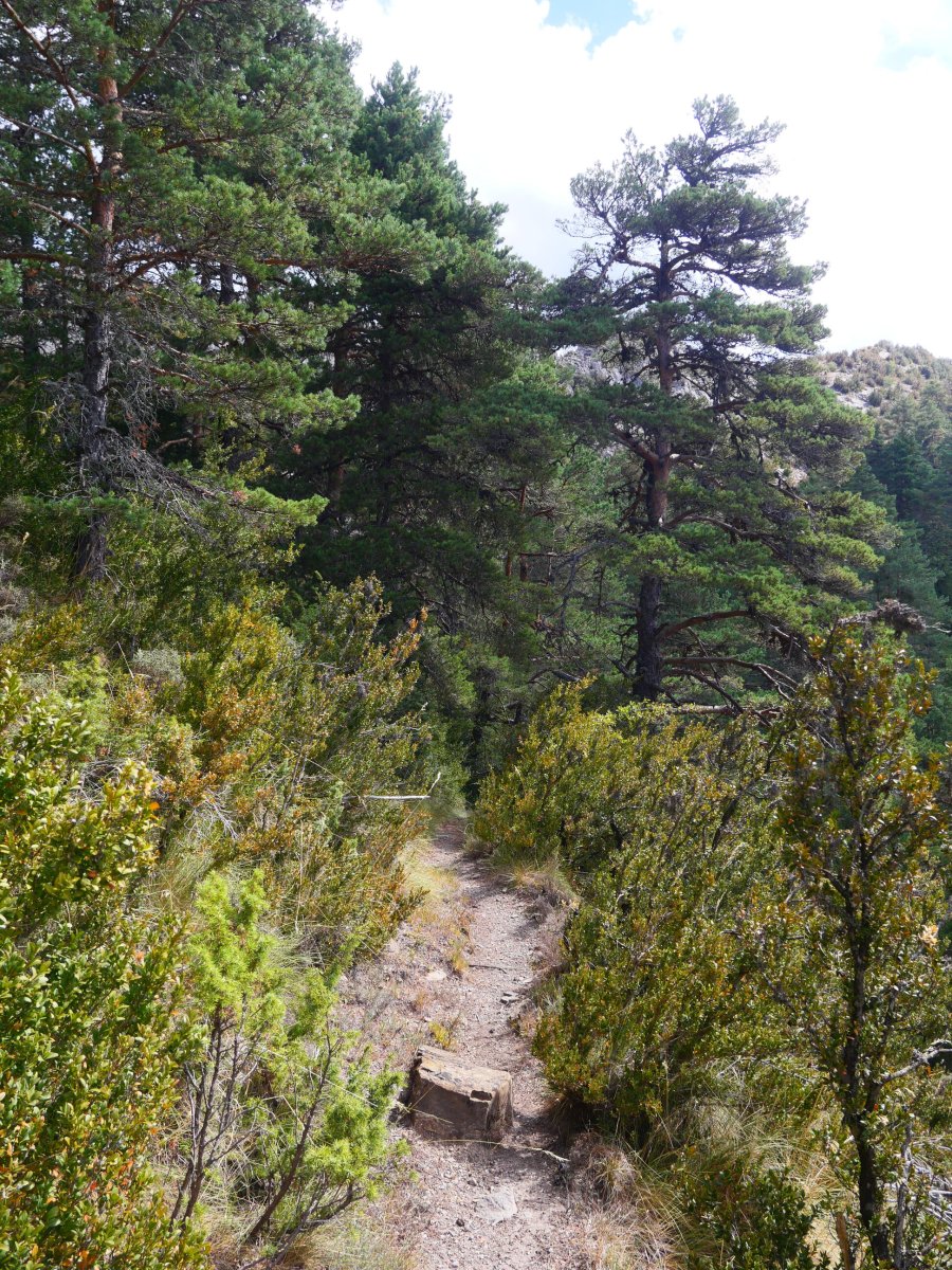 IMko bizkarreko bideko pasarte bat