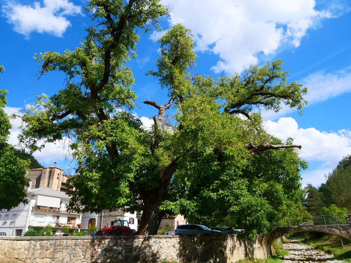 Gardeko intxaurrondoa