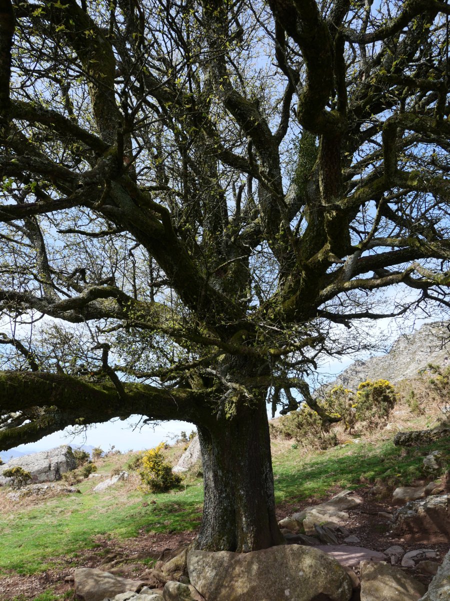 Larruneko udareondoa