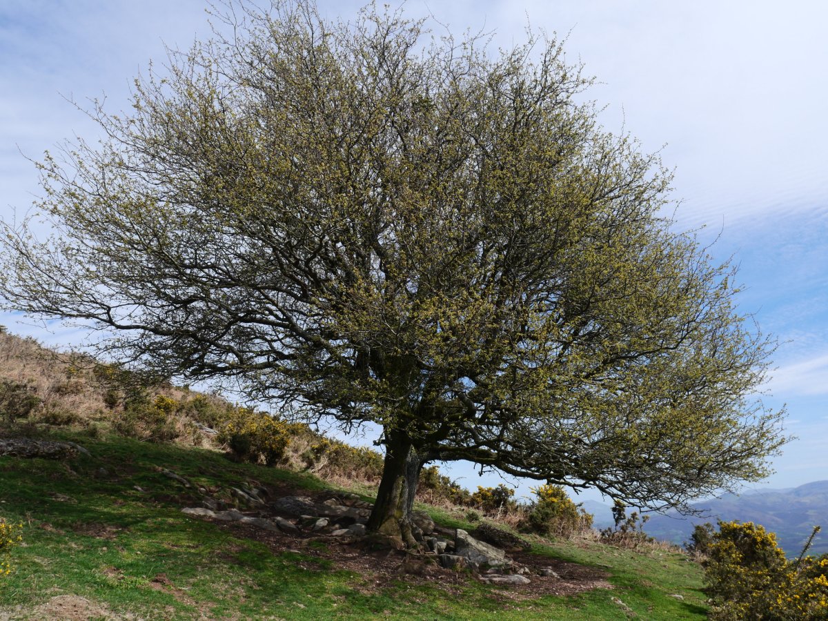 Larruneko udareondoa