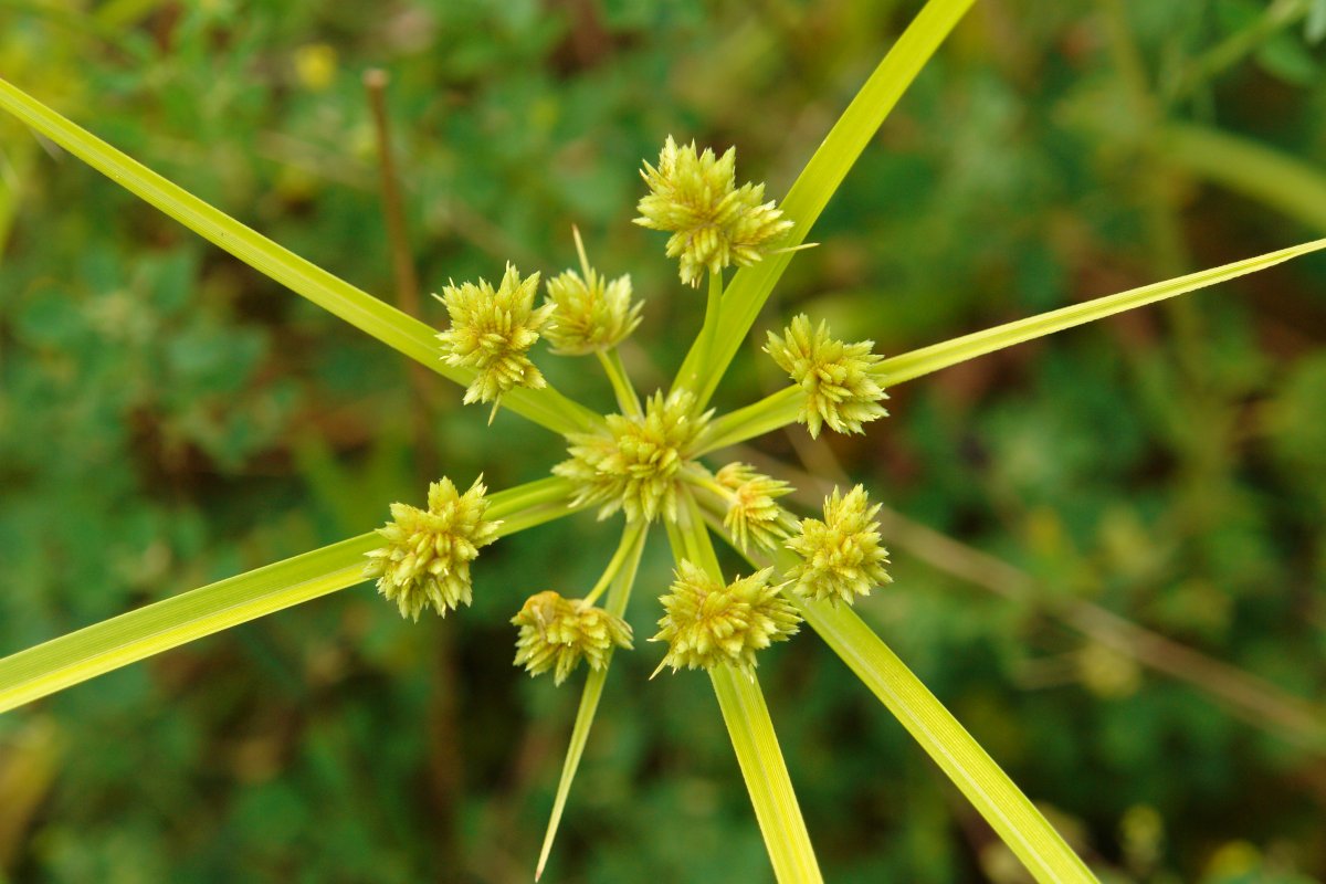 Cyperus eragrostis