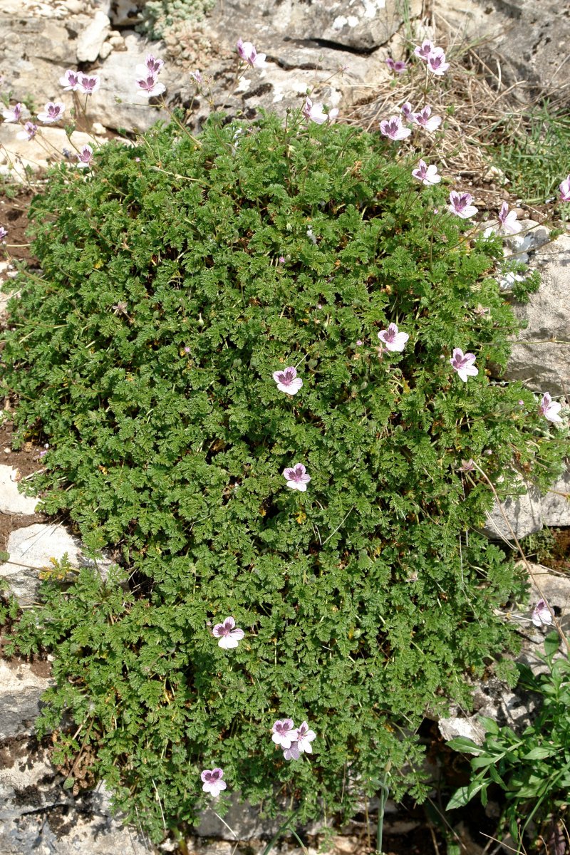 Erodium glandulosum Etxauri mendian