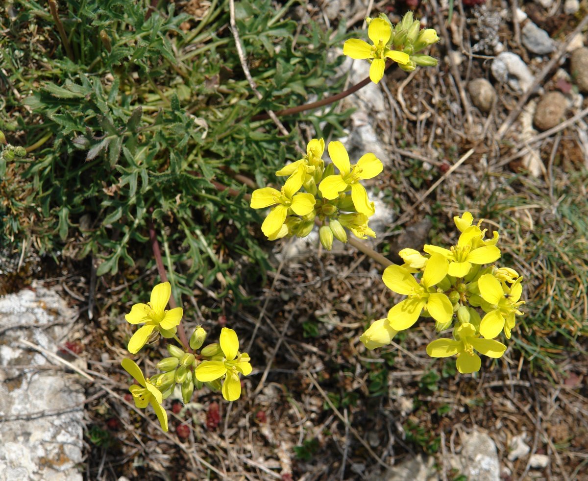 Brassica repanda Etxauri aldean