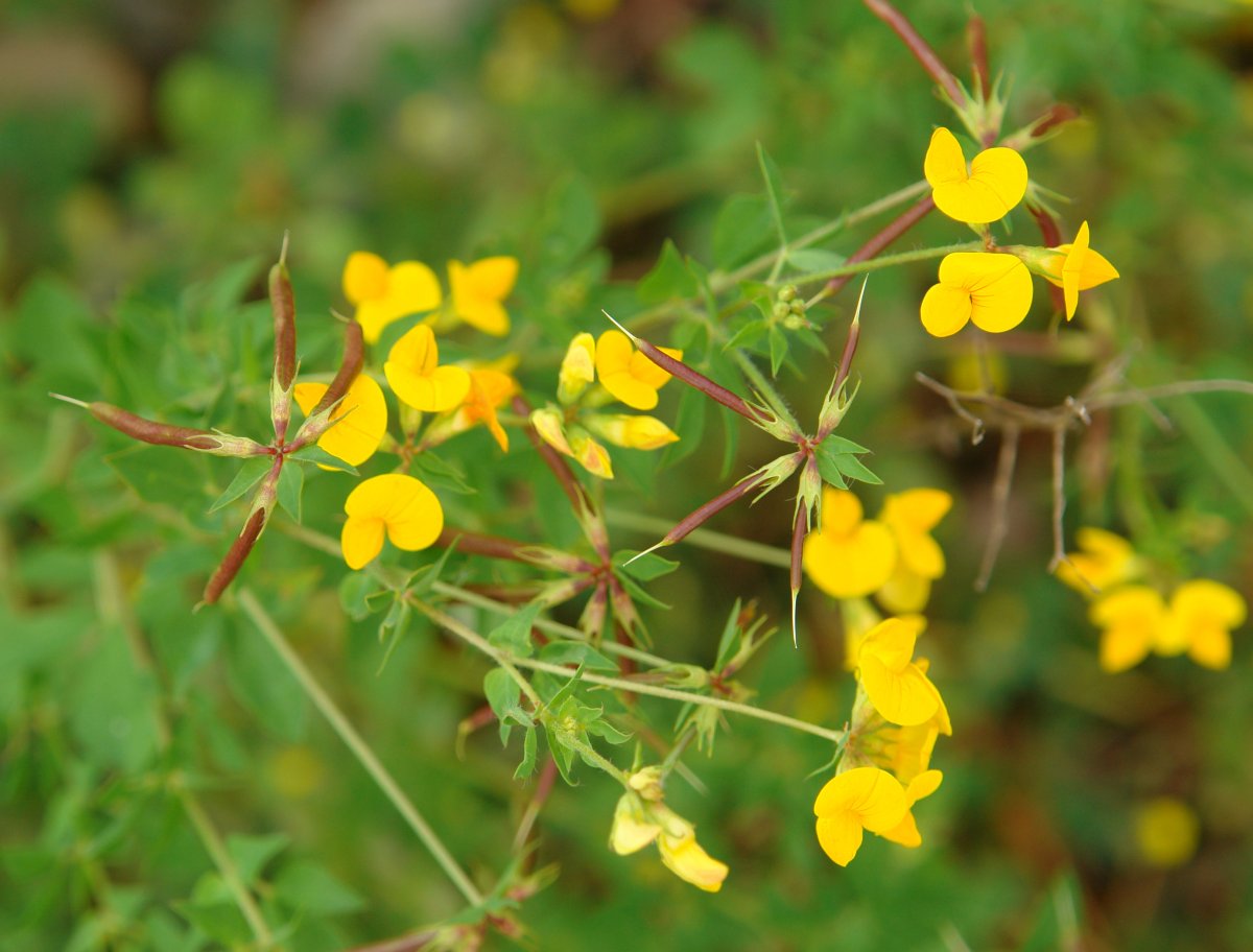 Lotus corniculatus Hernani aldean