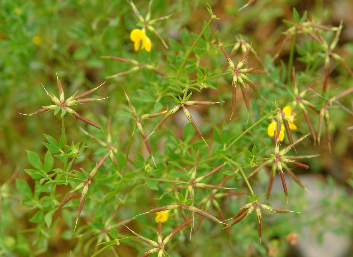 Lotus corniculatus Hernani aldean