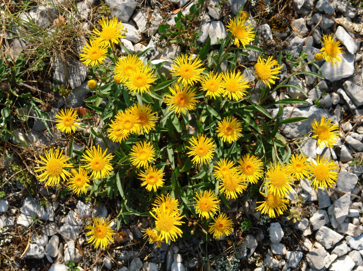 Inula montana Soila mendian