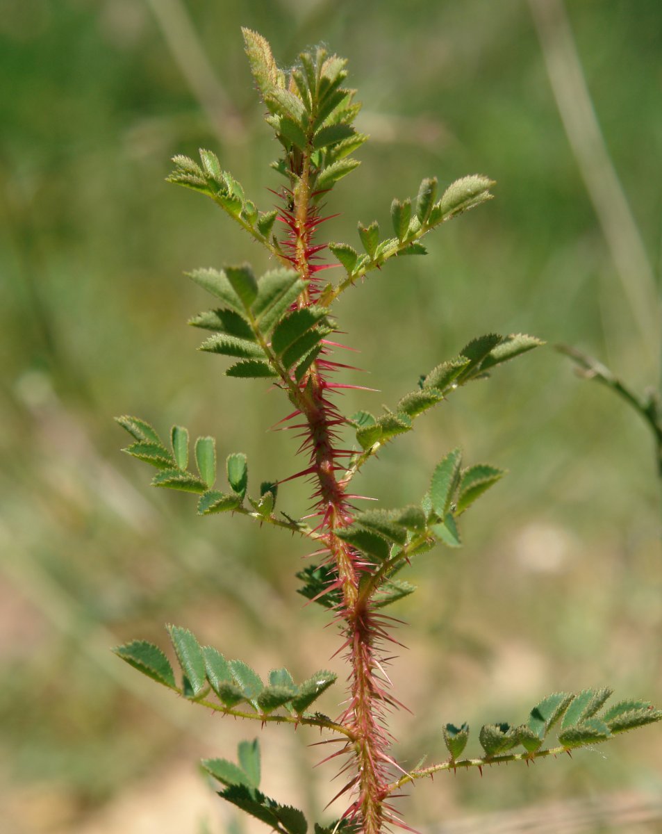 Rosa pim­pi­ne­lli­fo­lia Eskintza mendian