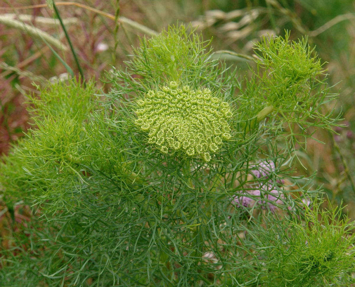 Ammi visnaga, Undio herriaren inguruetan