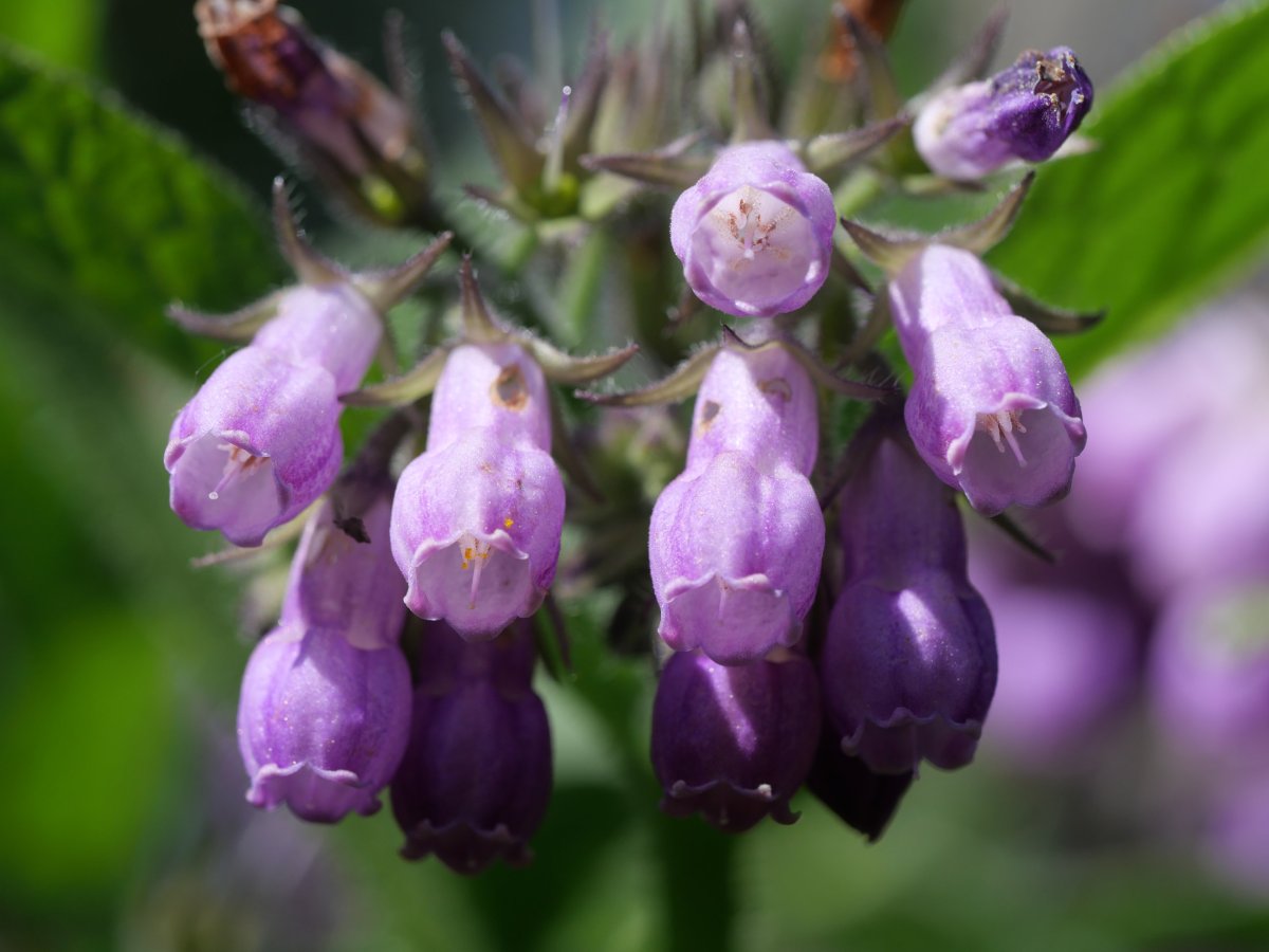 Symphytum officinale