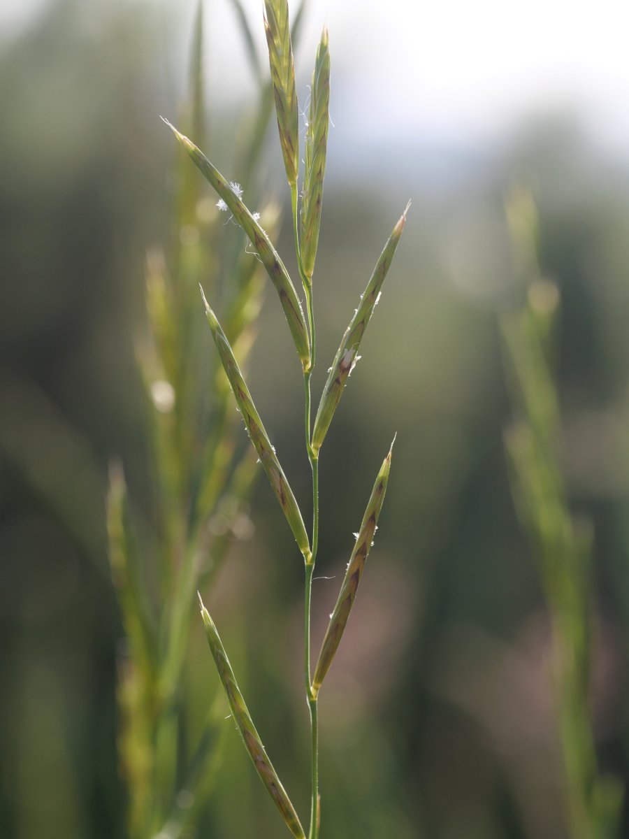 Brachypodium pinnatum