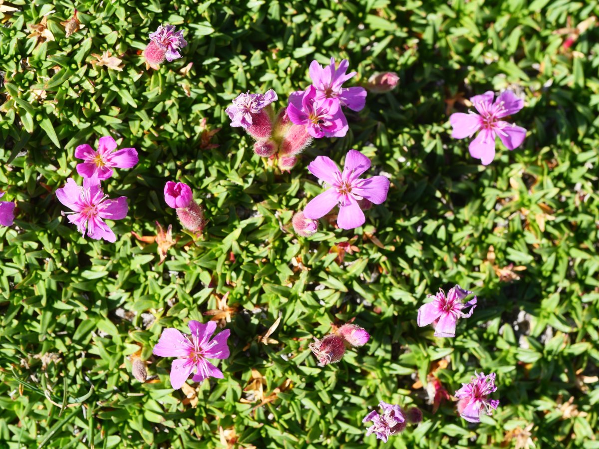 Saponaria caespitosa, Baines