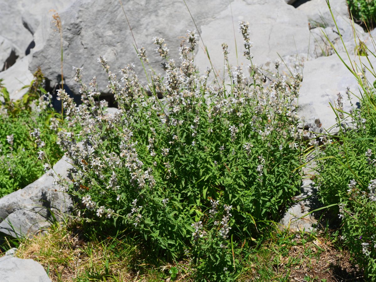 Nepeta nepetella, Ezkaurre aldean