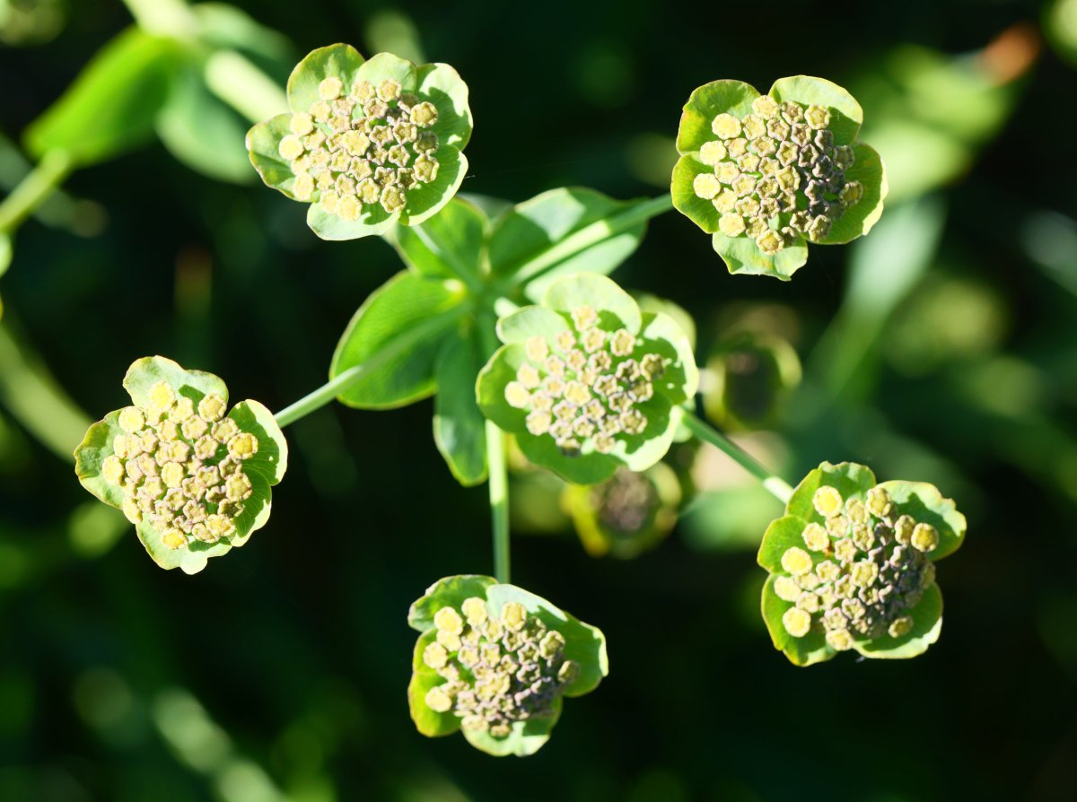 Bupleurum angulosum, Lapazarrako bizkarrean
