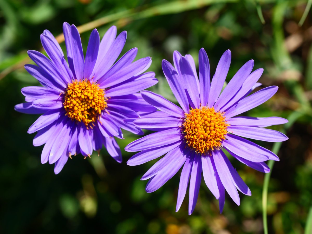 Aster alpinus, Lapazarrako bizkarrean