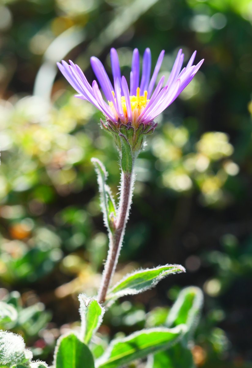Aster alpinus, Lapazarrako bizkarrean