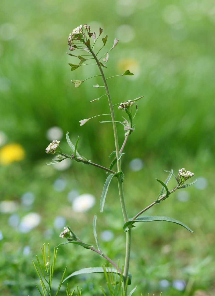 Capsella bursa-pastoris Oiartzun aldean