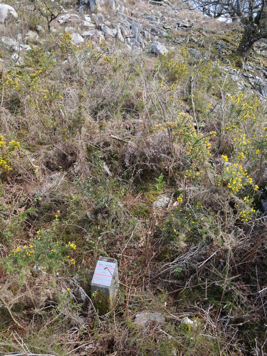 Arregi trikuharria, sasiaren mendean