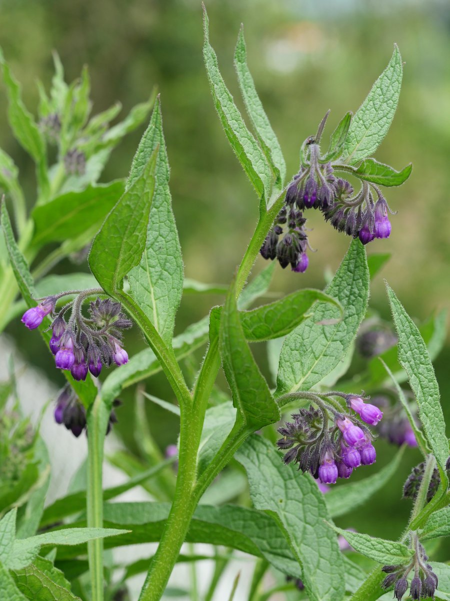 Symphytum officinale