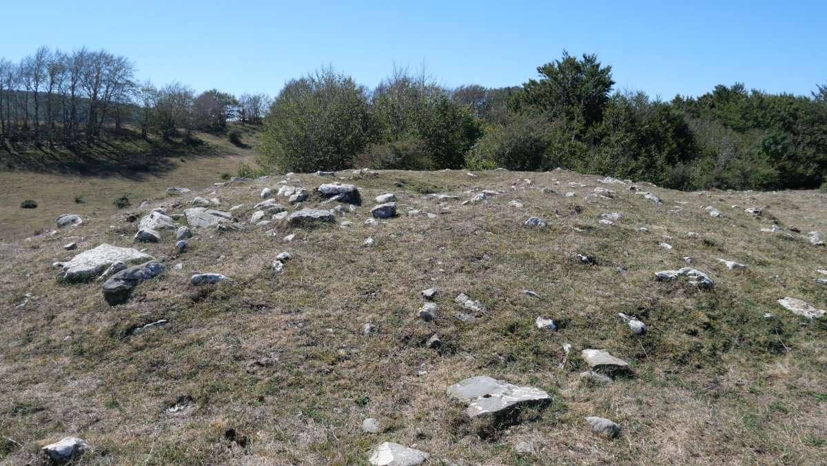 Ugagibel trikuharria