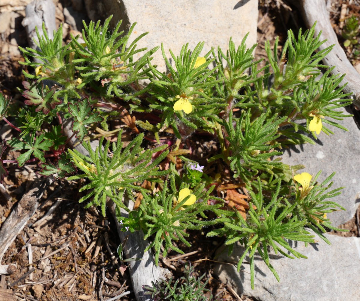 Ajuga chamaepitys Trueno mendiaren hegoaldeko hegian
