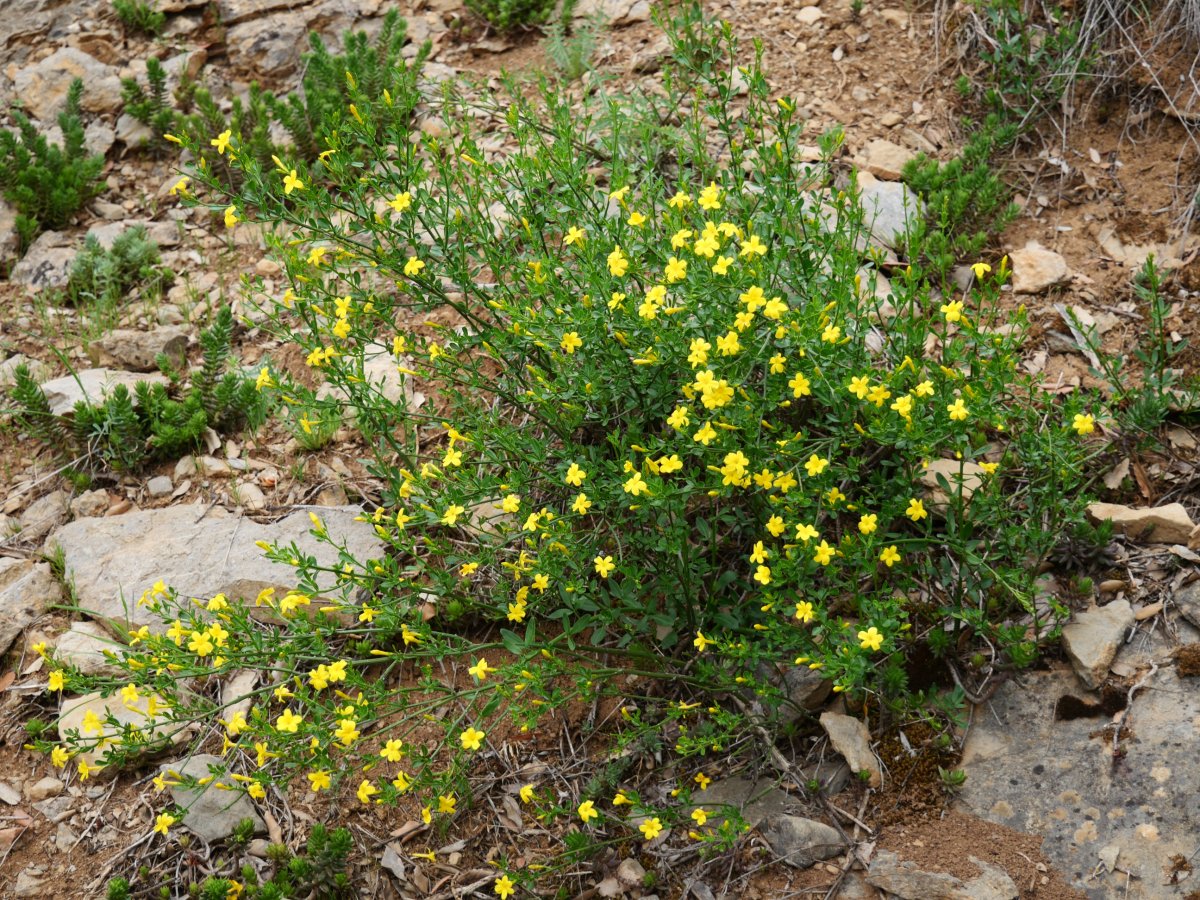  Jasminum fruticans Bintze aldean