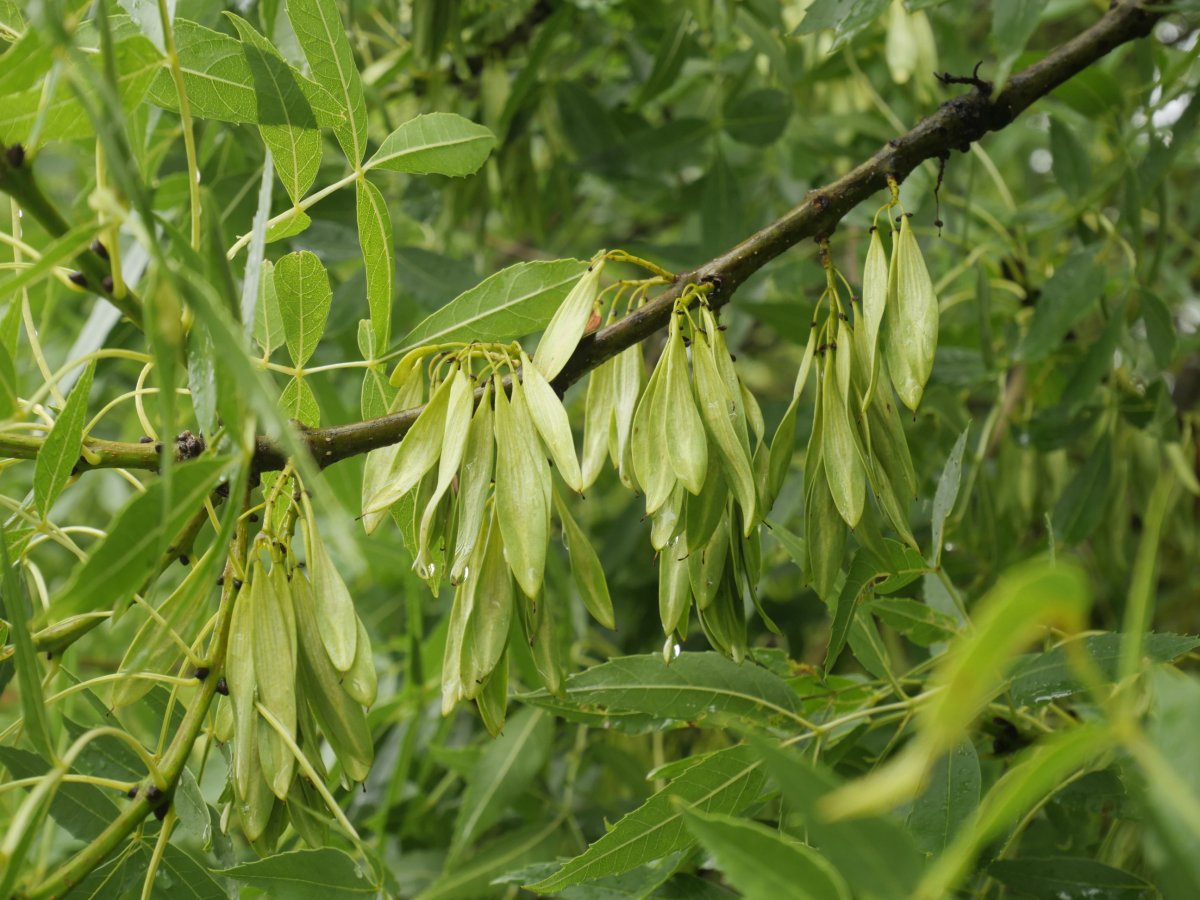 Fraxinus angustifolia Irurtzunen