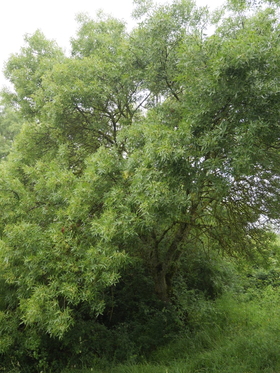 Fraxinus angustifolia Irurtzunen