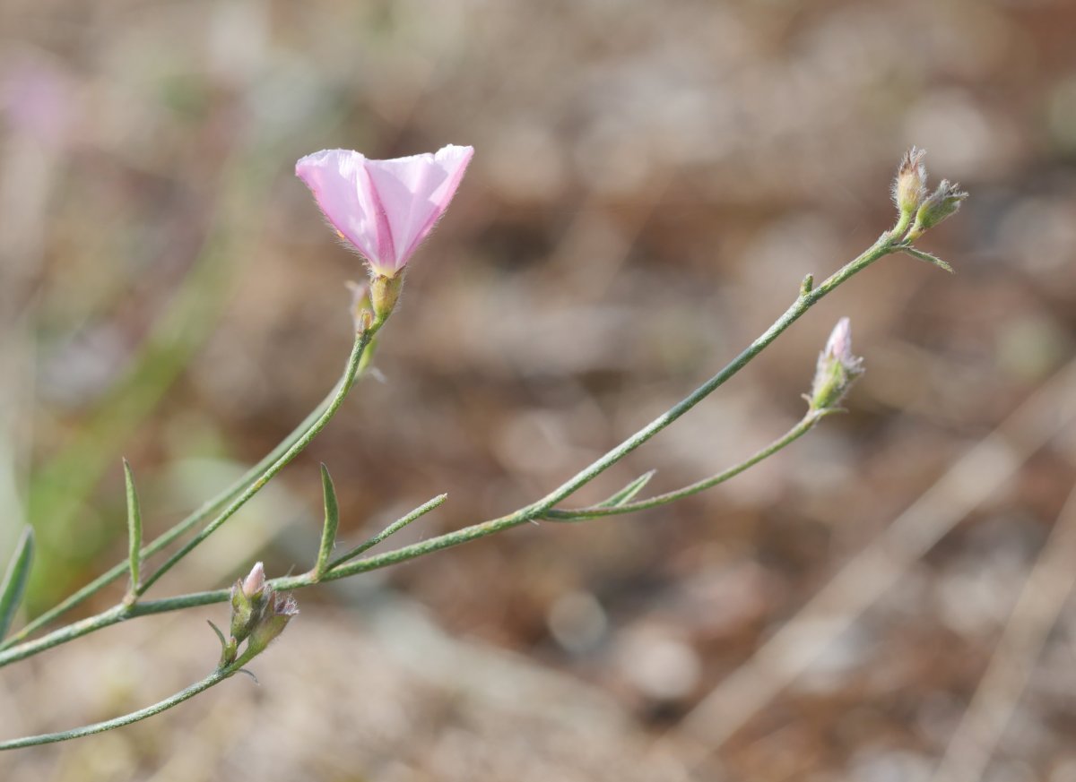 Convolvulus cantabrica Irunberriko arroilaren inguruan