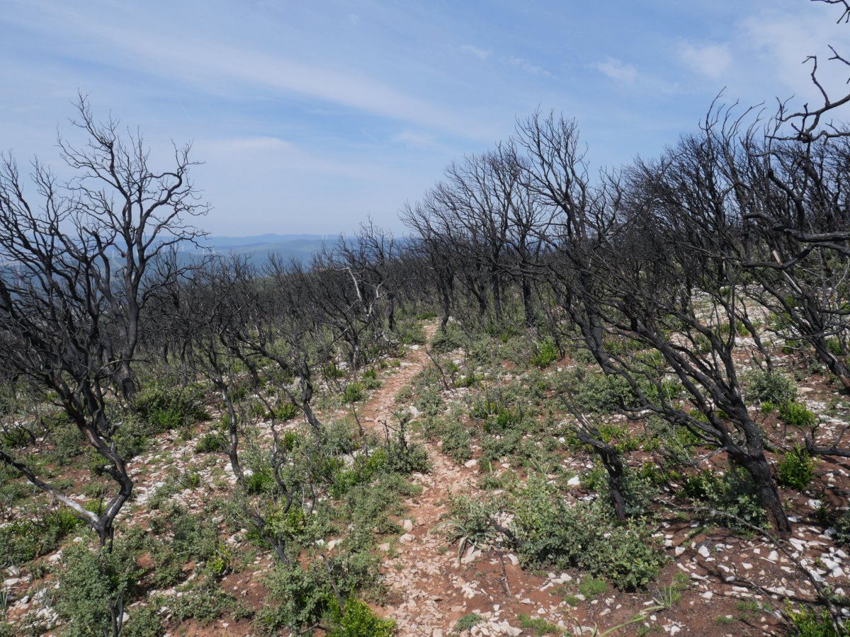Bidea suteak kiskalitako eremuan barrena, Ibarrako hegoaldeko hegian