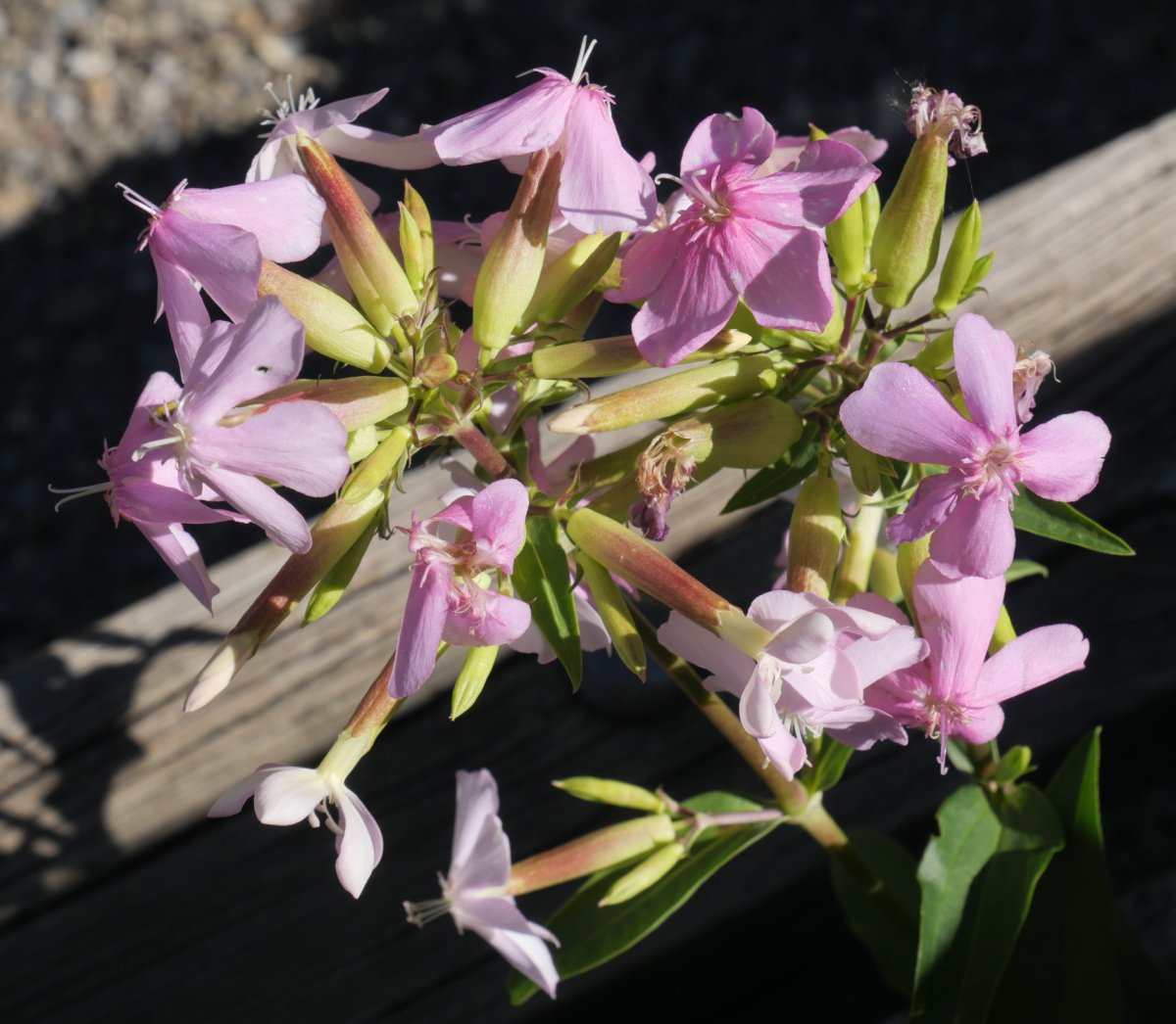 Saponaria officinalis, Burgin, Ezka ibaiaren bazterrean