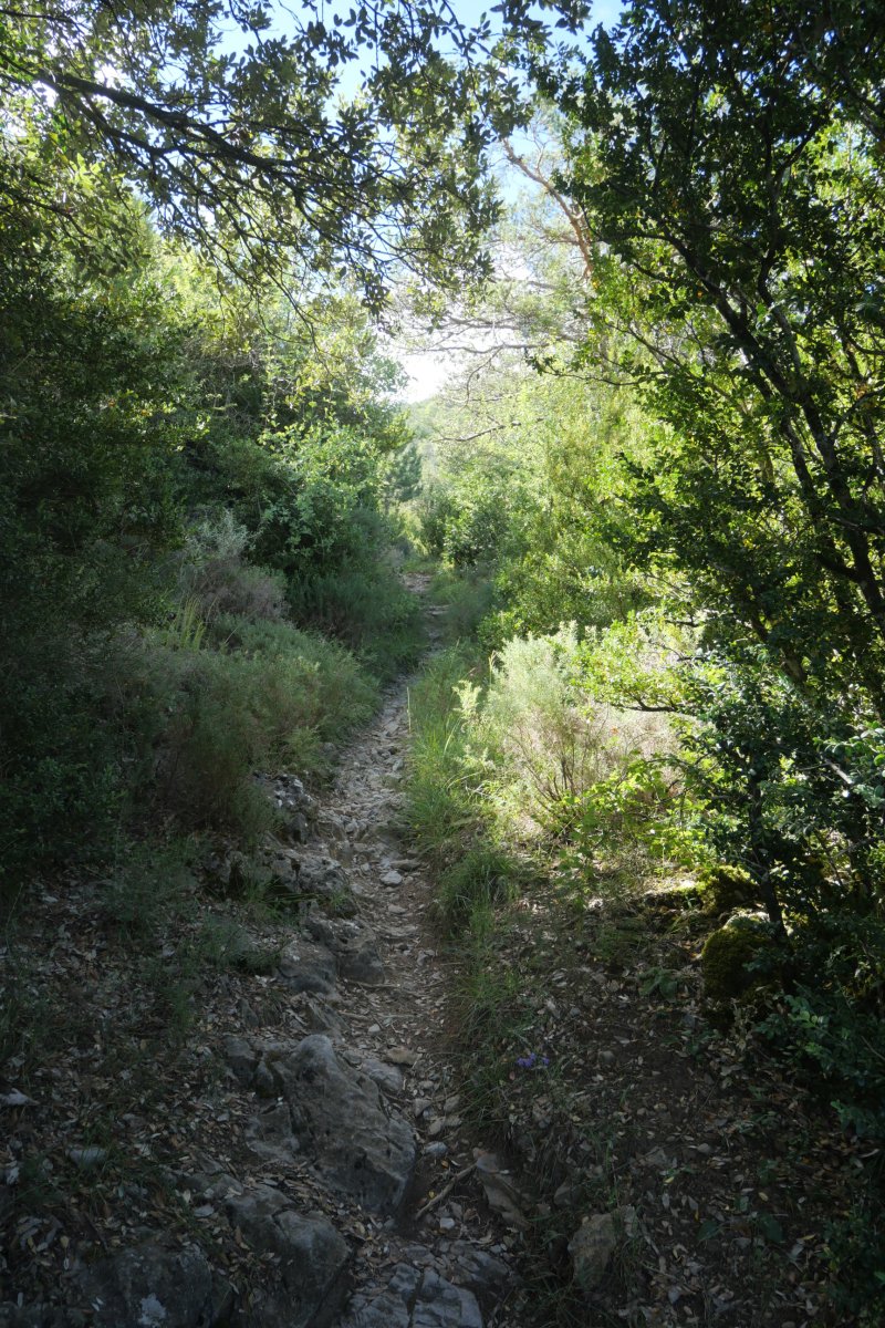 Igoerako bidezidorra