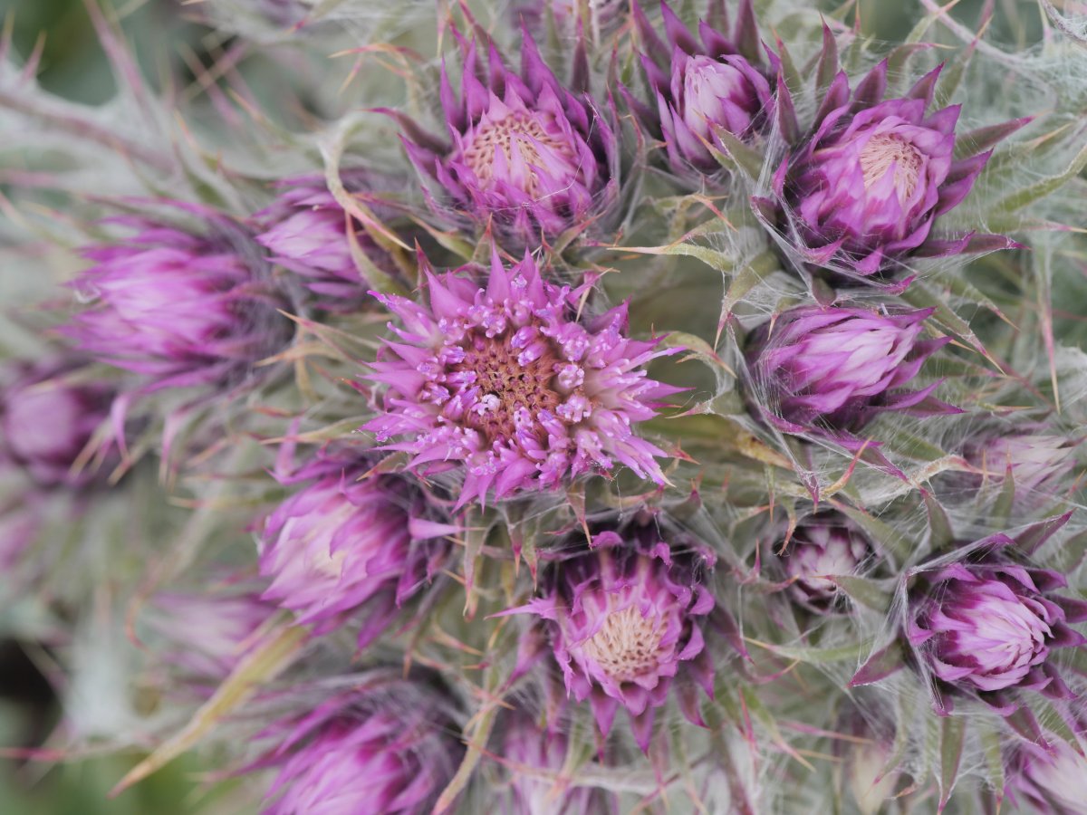 Carduus carlinoides Auñamendi mendian