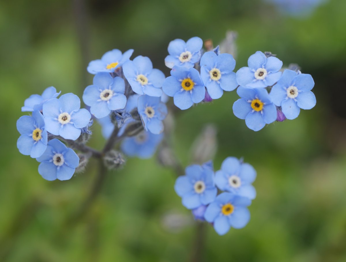 Myosotis alpestris Auñamendi aldean