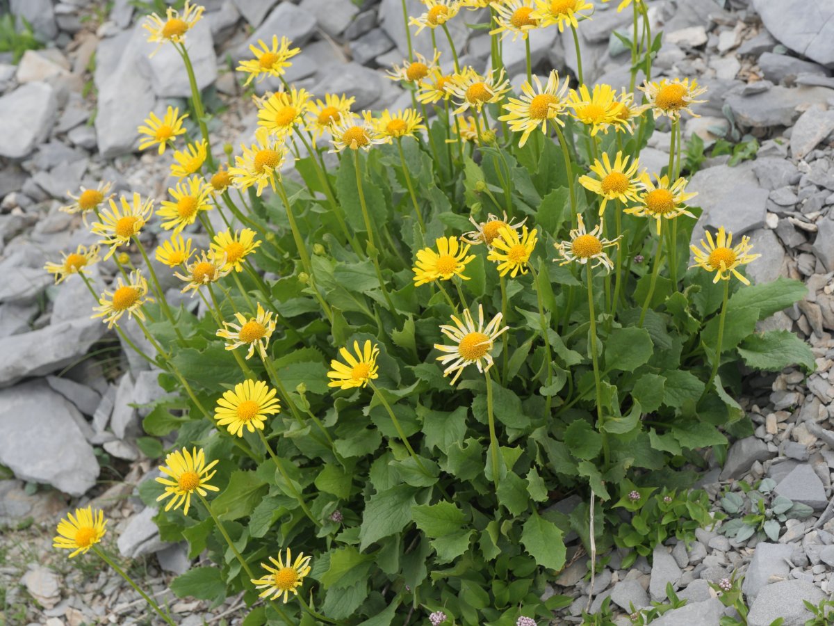 Doronicum grandiflorum Auñamendi mendian