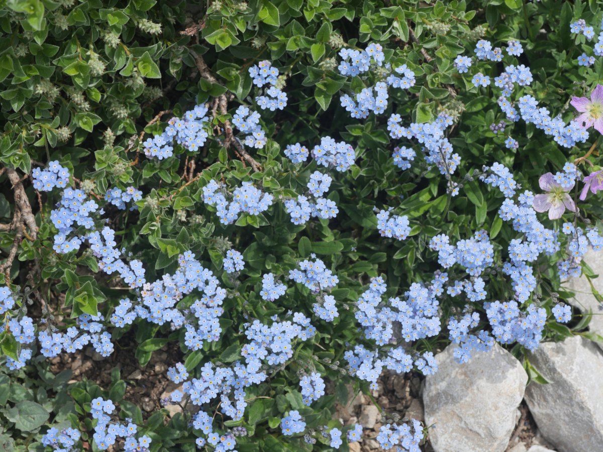 Myosotis alpestris Auñamendi aldean