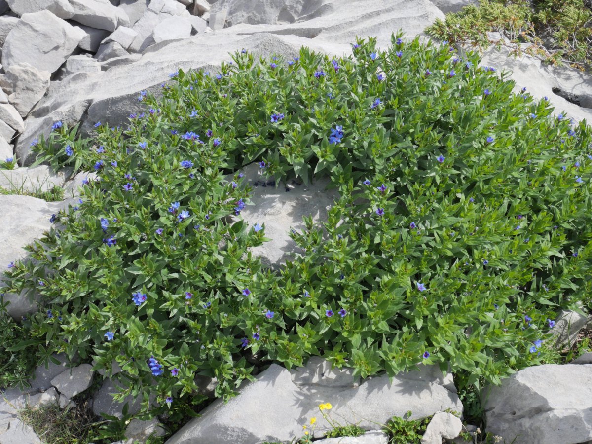 Lithospermum gastonii Auñamendi aldean