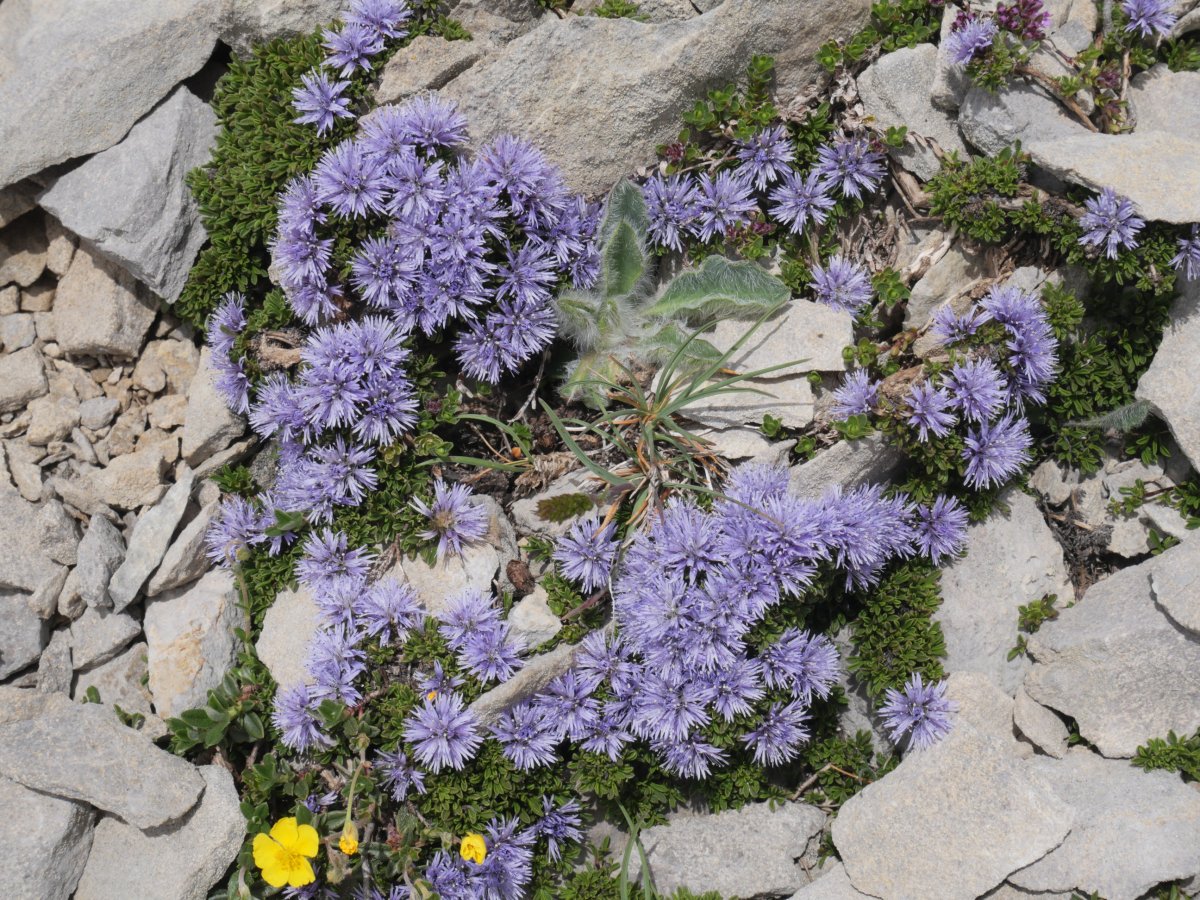 Globularia repens Soumcoy mendiaren inguruan