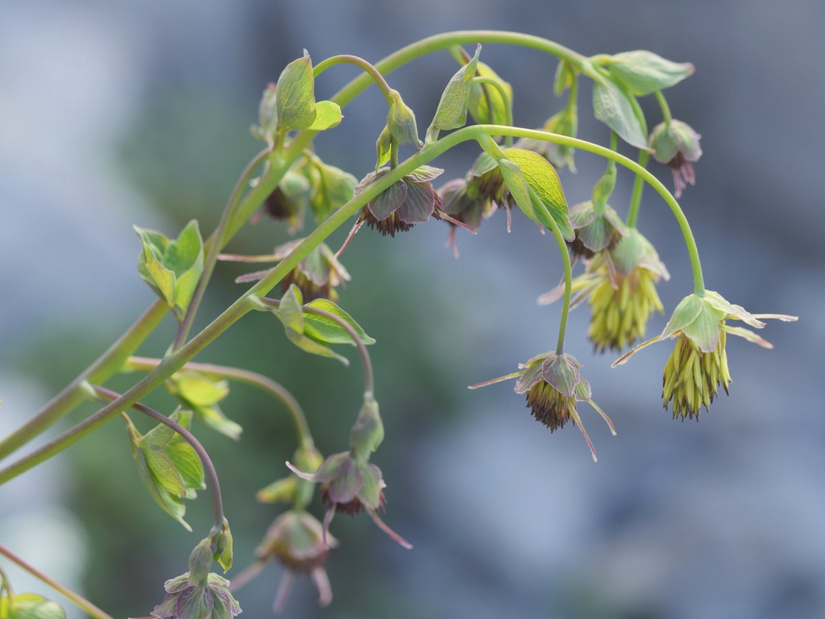 Thalictrum macrocarpum Auñamendiko bidean