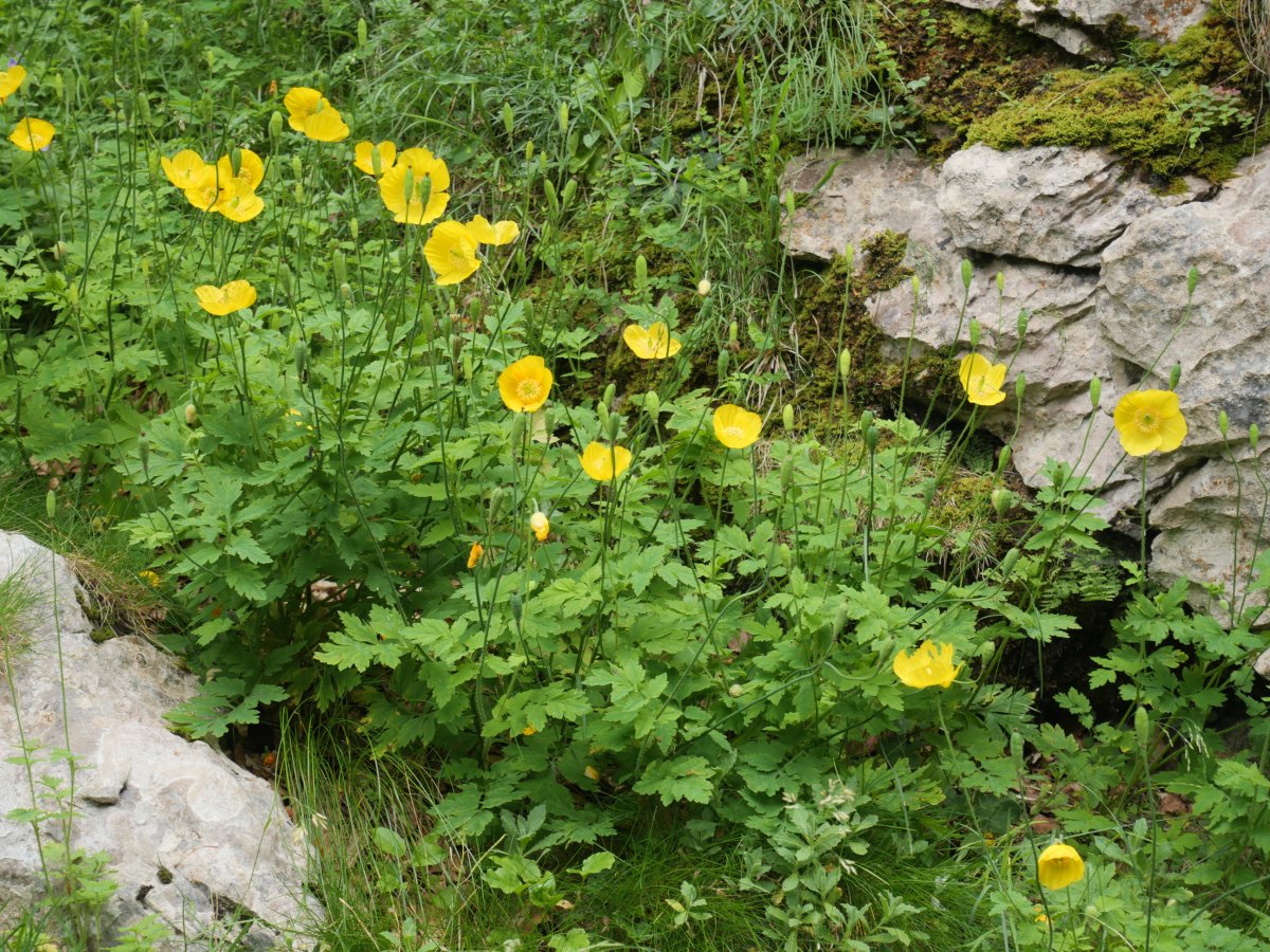 Meconopsis cambrica Ezkilzarra aldean