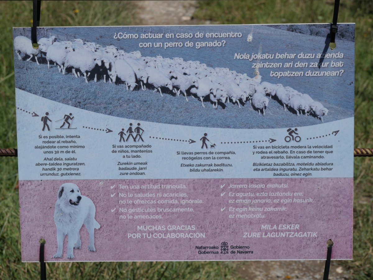 Mastinekin topo eginez gero nola jokatu