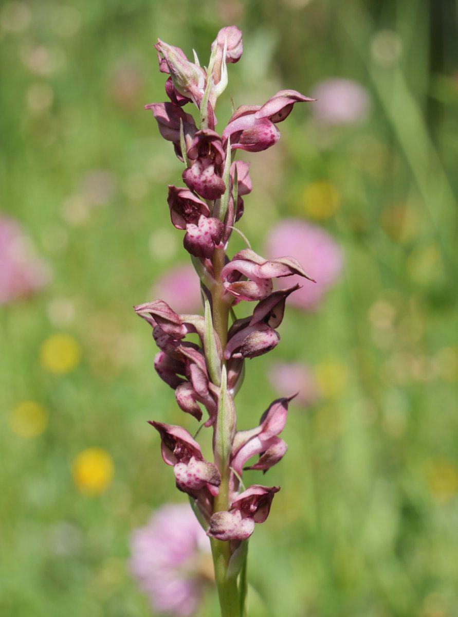 Orchis coriophora Belaguan
