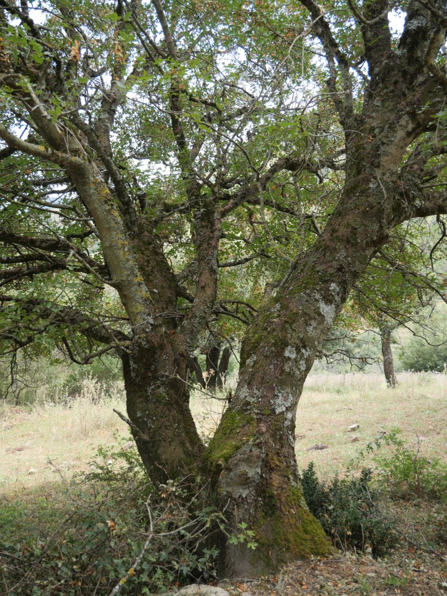 Acer monspessulanum Ollo herriaren inguruetan
