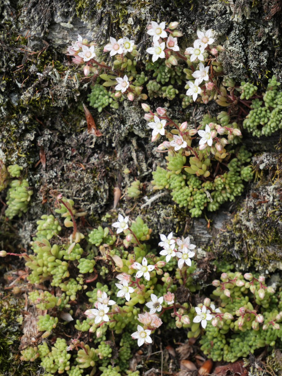 Sedum hirsutum Ekaitza aldean