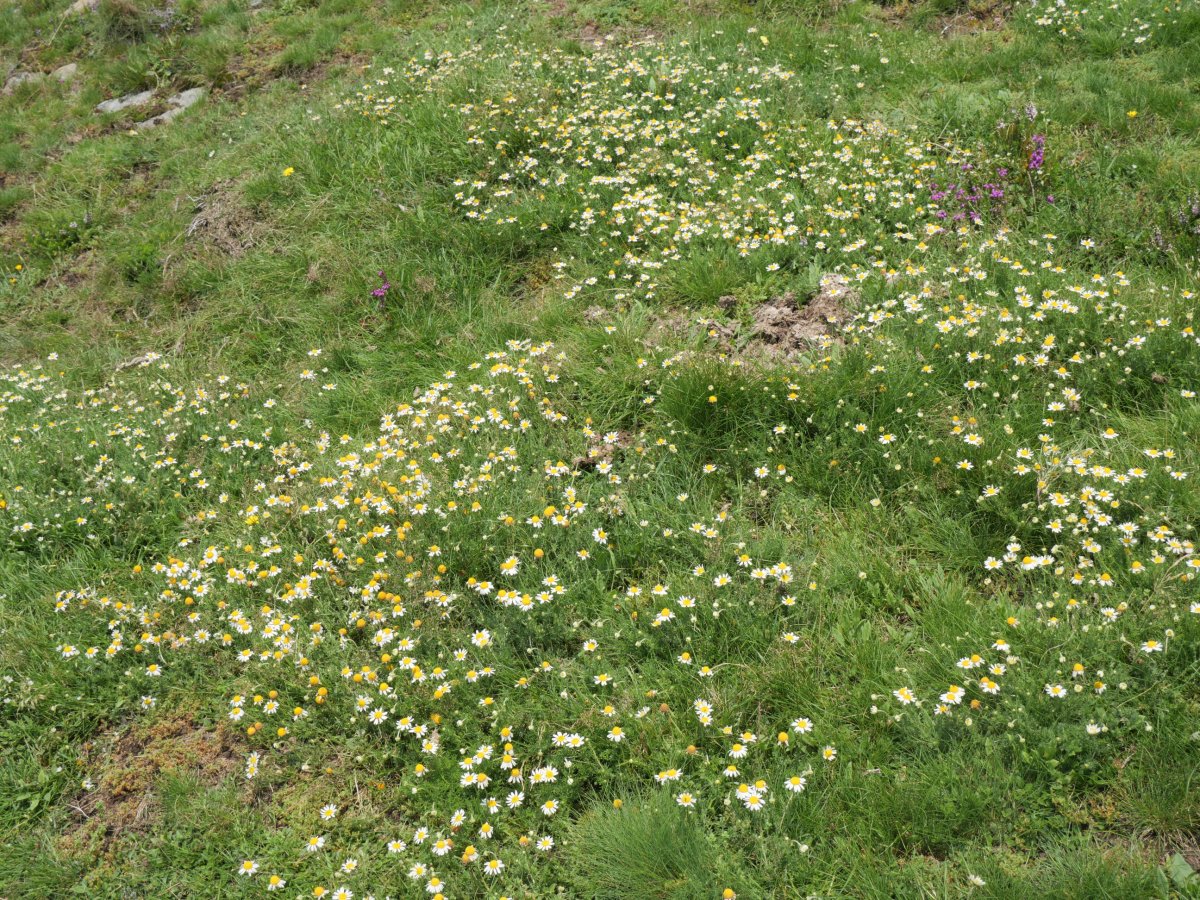 Chamaemelum nobile Ekaitza mendian