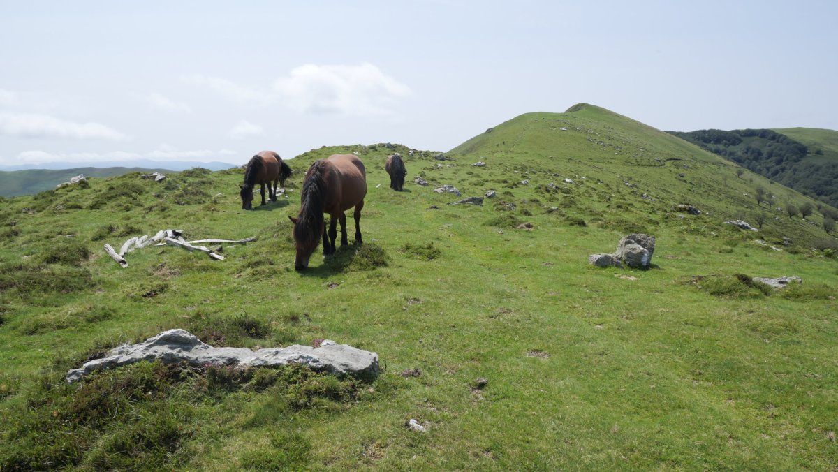 Komizko Gaina, Iparraldeko bizkarretik