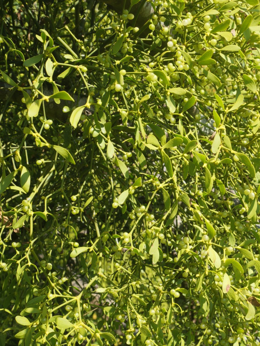 Viscum album album, Alkiza aldean