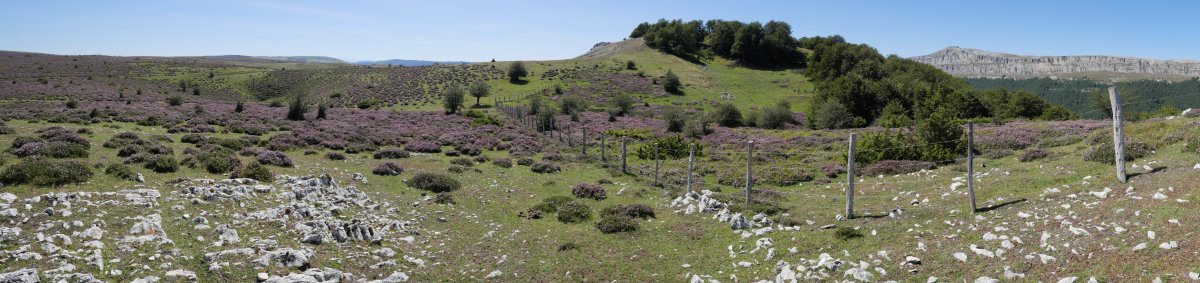 Pagamotxeta ekialdetik